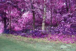 Beautiful pink and purple infrared panorama of a countryside landscape with a blue sky photo