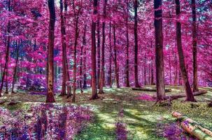 Beautiful pink and purple infrared panorama of a countryside landscape with a blue sky photo