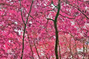 Beautiful pink and purple infrared panorama of a countryside landscape with a blue sky photo