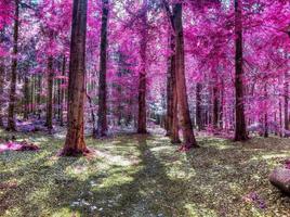 Beautiful pink and purple infrared panorama of a countryside landscape with a blue sky photo