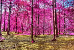 Beautiful pink and purple infrared panorama of a countryside landscape with a blue sky photo