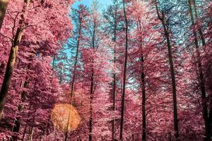 Beautiful pink and purple infrared panorama of a countryside landscape with a blue sky photo