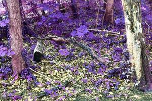 Beautiful pink and purple infrared panorama of a countryside landscape with a blue sky photo