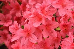 arbusto de azalea rosa floreciente que florece en la primavera foto