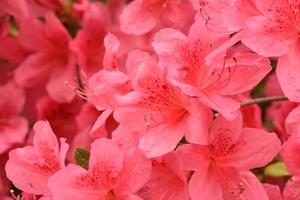 hermoso arbusto de azalea rosa floreciente en la primavera foto