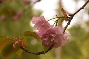 Draping Pink Cherry Blossoms Flowering in the Spring photo