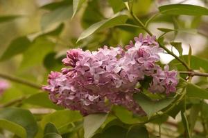 hermosas lilas moradas floreciendo y floreciendo en un jardín foto