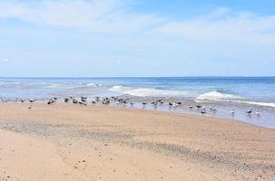 Plovers Along the Edge of the Ocean Waters on the Cape photo