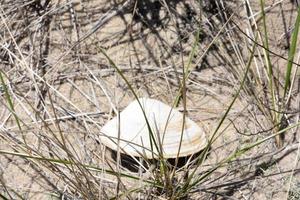 Clam Shell Amongst Sand and Marsh Grass photo