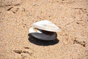 concha de almeja abierta en la arena de la playa en el cabo foto