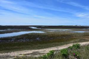 Marsh and Tidal Flats Along Cape Cod photo