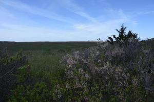 Scenic View of Tidal Flats and Coastal Brush photo