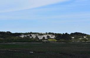 Scrub and Brush Growing on Sand Dunes photo