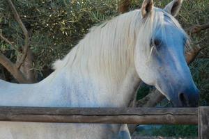 domestic animals on a farm during the summer season photo