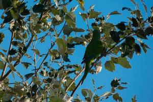 invasive birds in the vicinity of the city of Barcelona photo