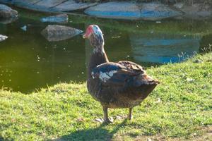 animales domésticos en una granja durante la temporada de verano foto