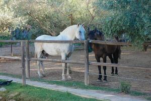 domestic animals on a farm during the summer season photo