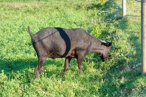 domestic animals on a farm during the summer season photo