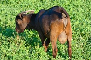 domestic animals on a farm during the summer season photo