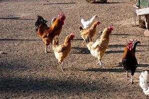 gallos y gallinas de corral en una granja foto