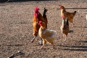 gallos y gallinas de corral en una granja foto