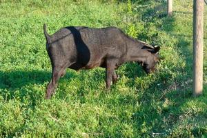 domestic animals on a farm during the summer season photo