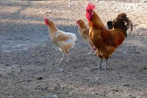 gallos y gallinas de corral en una granja foto