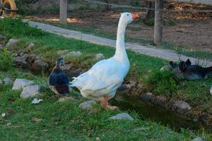 domestic animals on a farm during the summer season photo