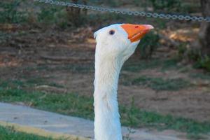 domestic animals on a farm during the summer season photo