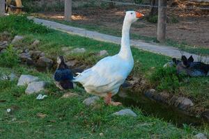 domestic animals on a farm during the summer season photo