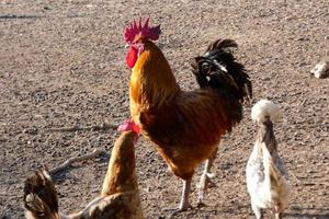 Free-range roosters and hens on a farm photo