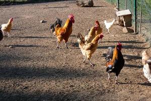 gallos y gallinas de corral en una granja foto