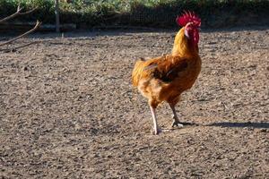 Free-range roosters and hens on a farm photo