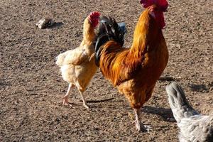 Free-range roosters and hens on a farm photo