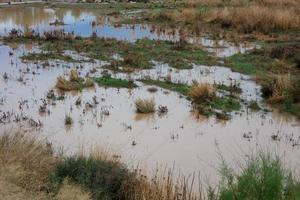 wetlands in the vicinity of a river photo