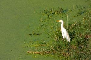 bird in a wet area near a river photo