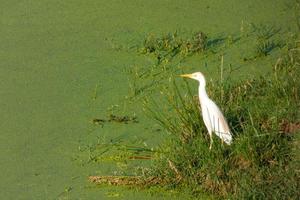 bird in a wet area near a river photo