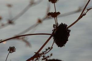 dried flowers on the catalan mediterranean coast, Spain photo