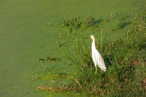 bird in a wet area near a river photo