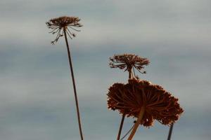 dried flowers on the catalan mediterranean coast, Spain photo