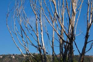 Long branches of leafless tree photo