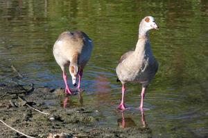 migratory waterbirds on the mediterranean coast photo