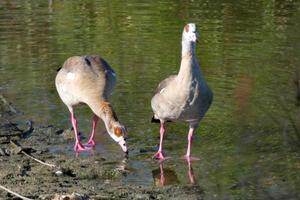 migratory waterbirds on the mediterranean coast photo