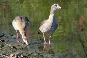 migratory waterbirds on the mediterranean coast photo