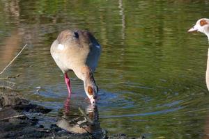 migratory waterbirds on the mediterranean coast photo