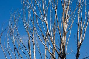 Long branches of leafless tree photo