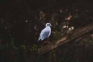 Bird resting in wooden fence photo