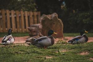 Several ducks resting in park photo