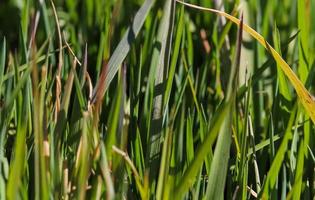 Close up surface of green grass on a meadow on a sunny summer day. photo