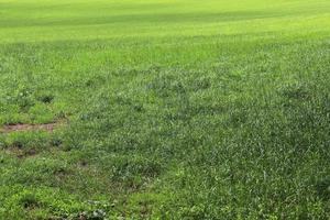 Close up surface of green grass on a meadow on a sunny summer day. photo